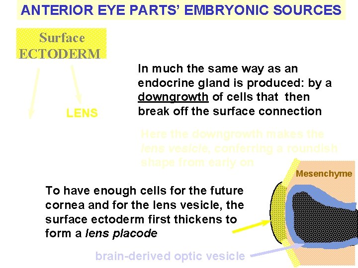 ANTERIOR EYE PARTS’ EMBRYONIC SOURCES Surface ECTODERM LENS CORNEAL EPITHELIUM How does a surface