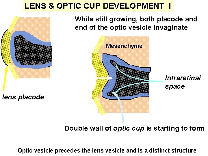 LENS & OPTIC CUP DEVELOPMENT I While still growing, both placode and end of