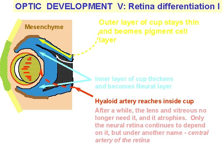 OPTIC DEVELOPMENT V: Retina differentiation I Mesenchyme Outer layer of cup stays thin and