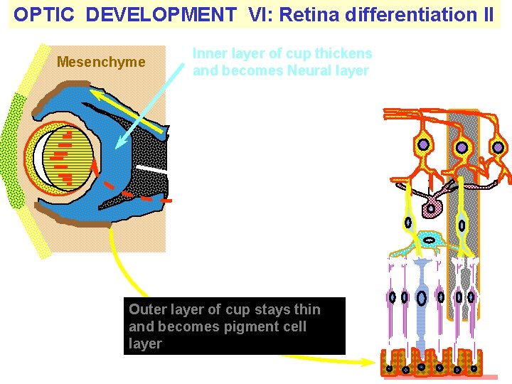 OPTIC DEVELOPMENT VI: Retina differentiation II Mesenchyme Inner layer of cup thickens and becomes