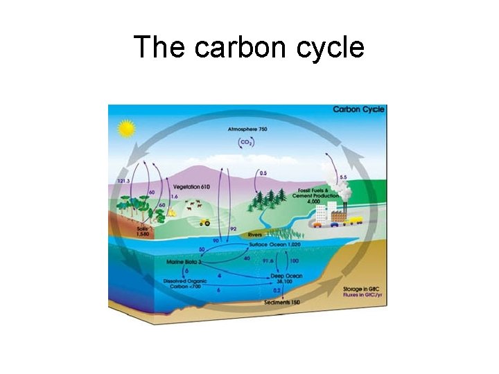 The carbon cycle 