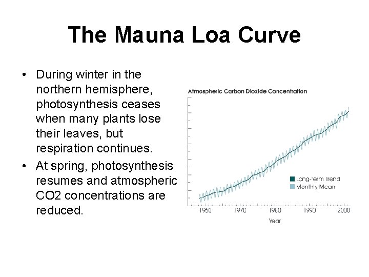 The Mauna Loa Curve • During winter in the northern hemisphere, photosynthesis ceases when