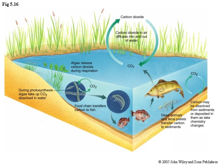 Fig 5. 16 © 2005 John Wiley and Sons Publishers 