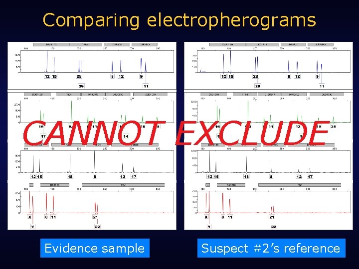 Comparing electropherograms CANNOT EXCLUDE Evidence sample Suspect #2’s reference 