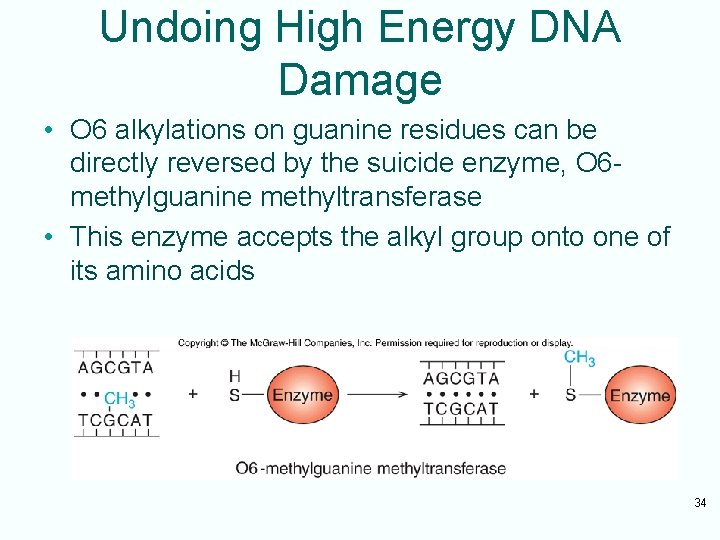 to accompany molecular biology fourth