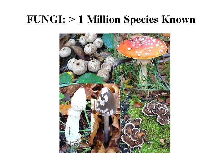 FUNGI: > 1 Million Species Known 