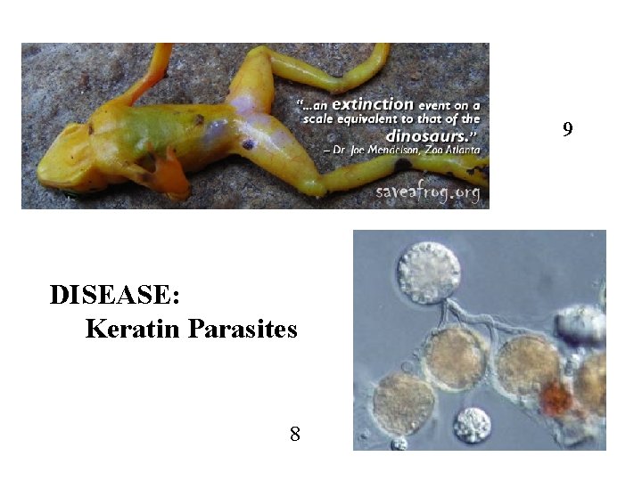 9 DISEASE: Keratin Parasites 8 