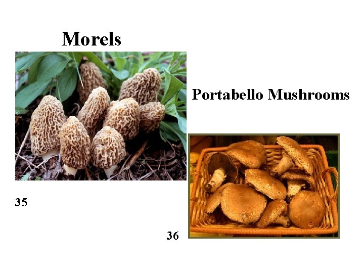 Morels Portabello Mushrooms 35 36 