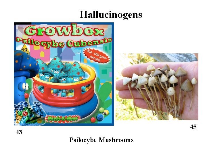 Hallucinogens 45 43 Psilocybe Mushrooms 
