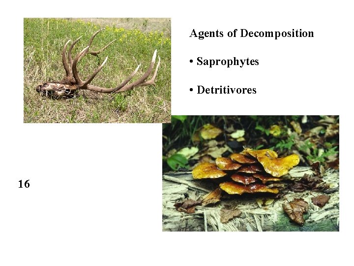 Agents of Decomposition • Saprophytes • Detritivores 16 