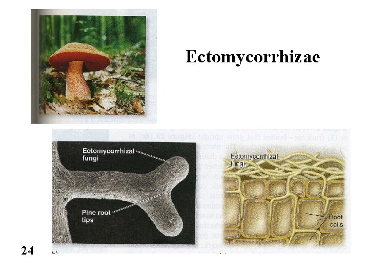 Ectomycorrhizae 24 