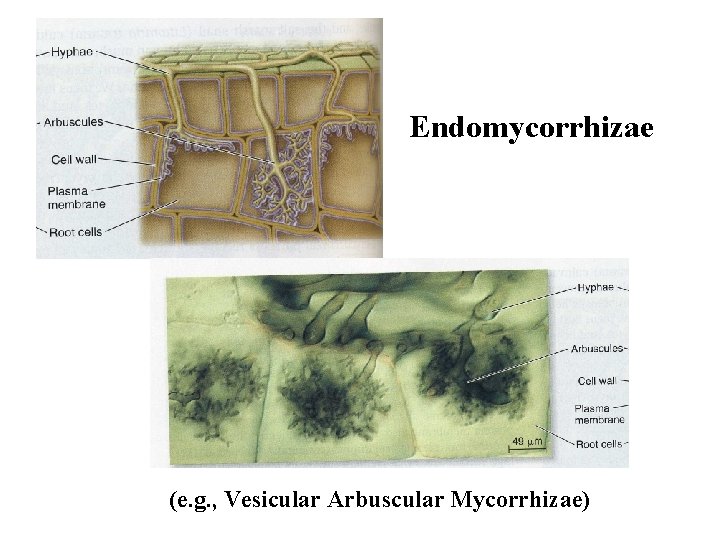 Endomycorrhizae (e. g. , Vesicular Arbuscular Mycorrhizae) 