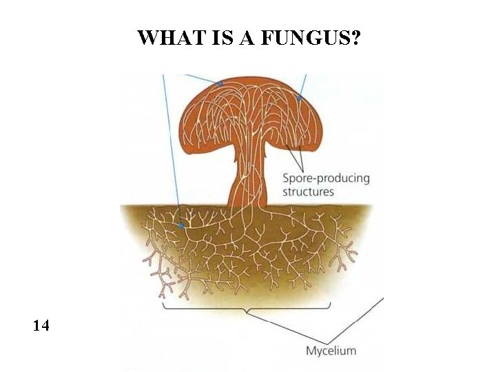 WHAT IS A FUNGUS? 14 