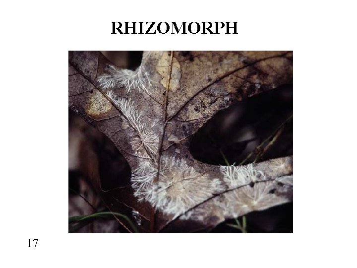 RHIZOMORPH 17 
