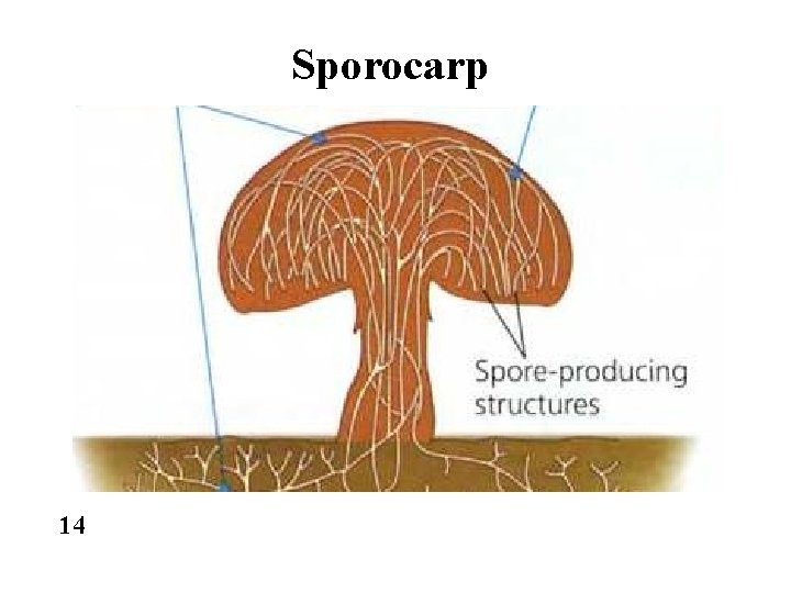 Sporocarp 14 