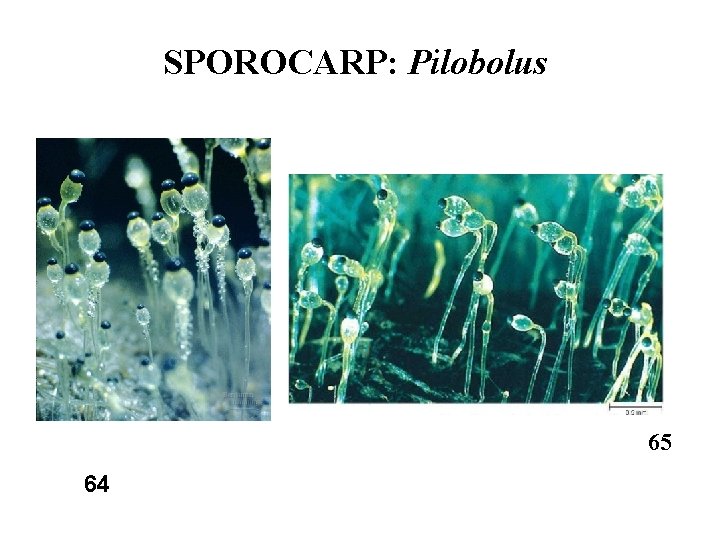 SPOROCARP: Pilobolus 65 64 