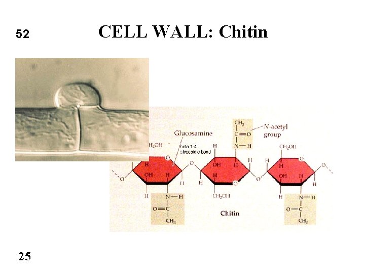 52 25 CELL WALL: Chitin 