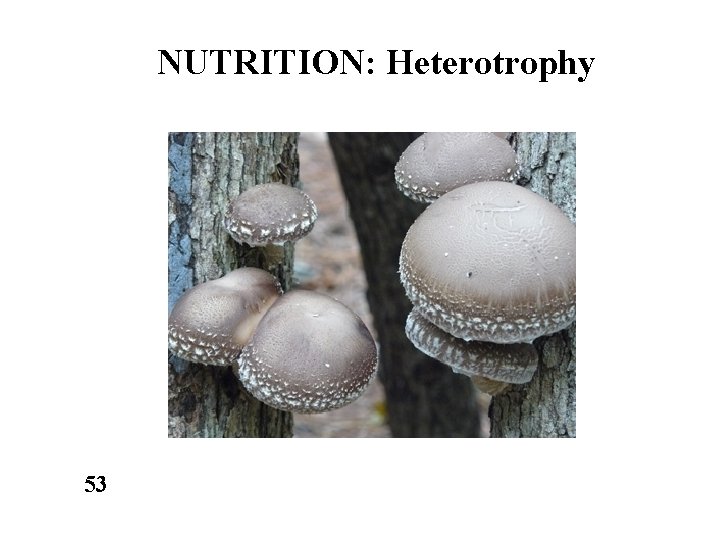 NUTRITION: Heterotrophy 53 