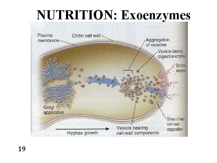NUTRITION: Exoenzymes 19 