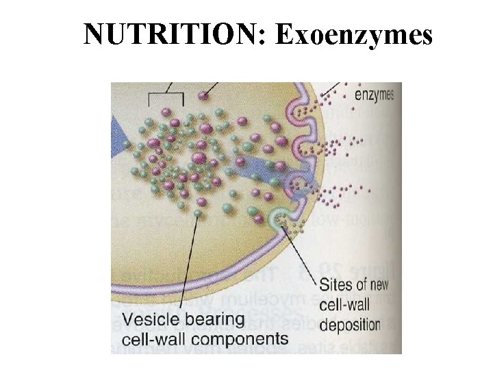 NUTRITION: Exoenzymes 