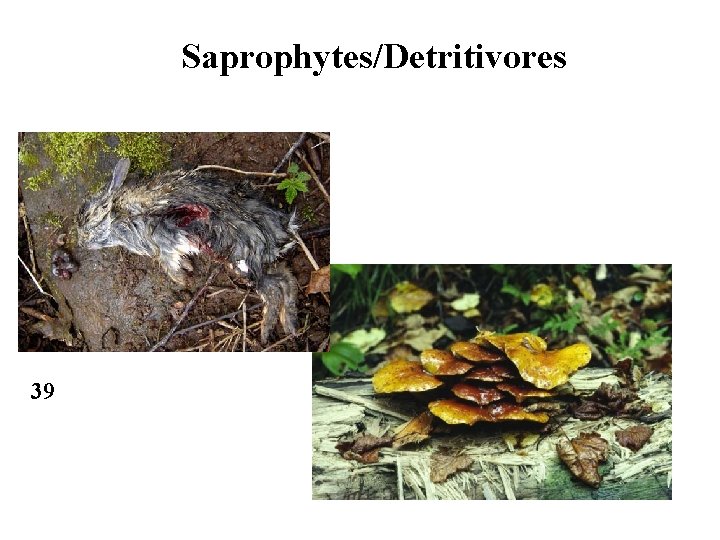 Saprophytes/Detritivores 39 