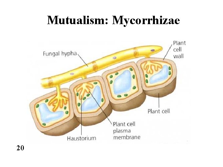 Mutualism: Mycorrhizae 20 