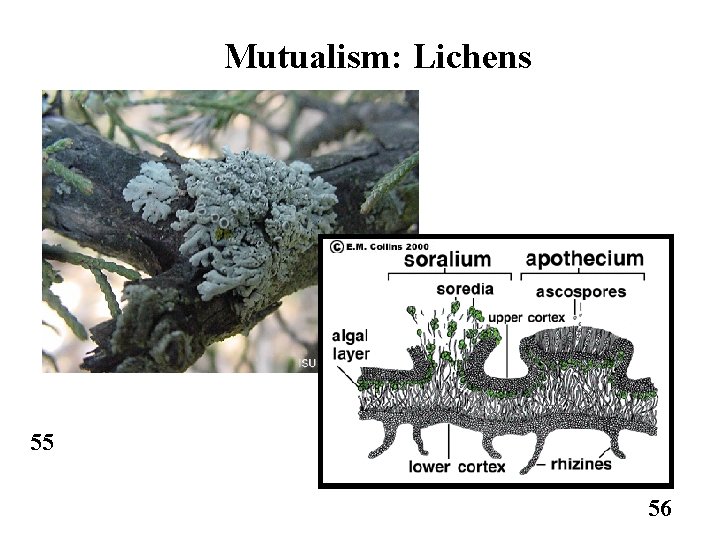 Mutualism: Lichens 55 56 
