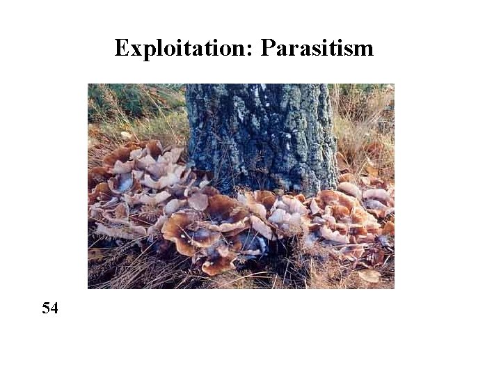 Exploitation: Parasitism 54 