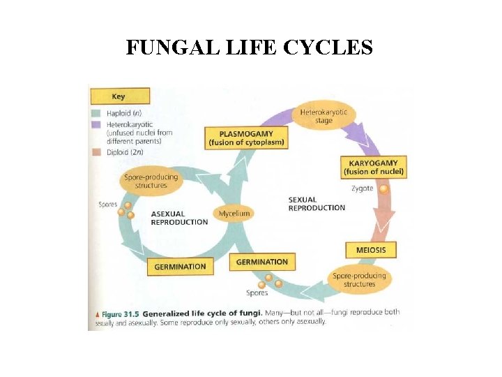 FUNGAL LIFE CYCLES 