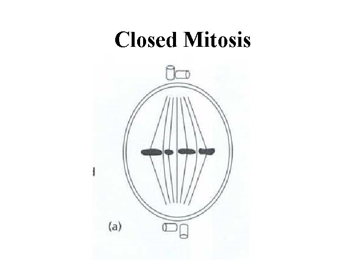 Closed Mitosis 
