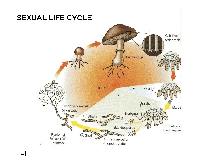 SEXUAL LIFE CYCLE 41 