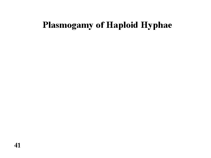 Plasmogamy of Haploid Hyphae 41 
