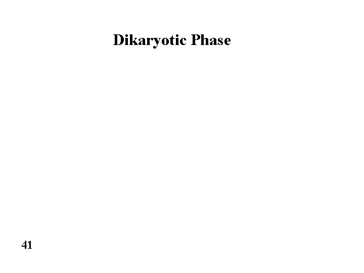Dikaryotic Phase 41 