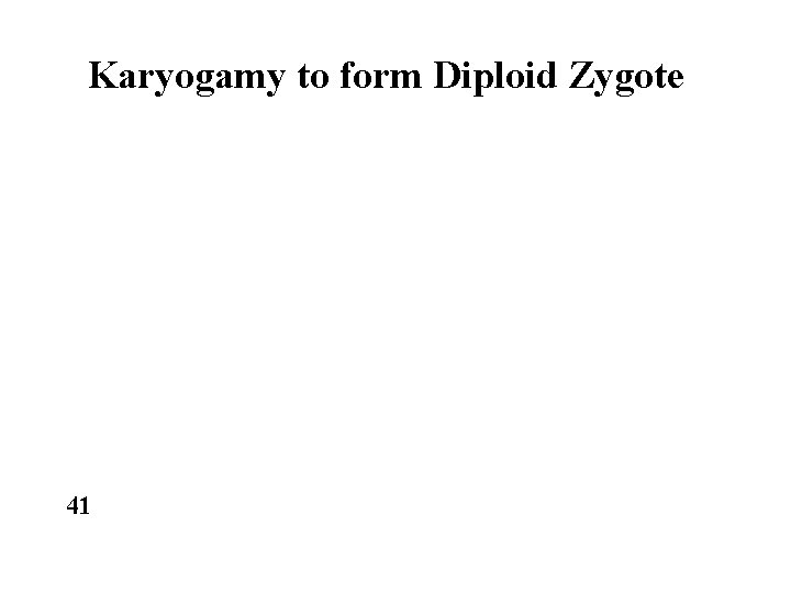 Karyogamy to form Diploid Zygote 41 