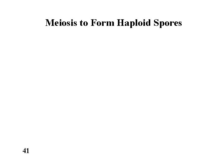 Meiosis to Form Haploid Spores 41 