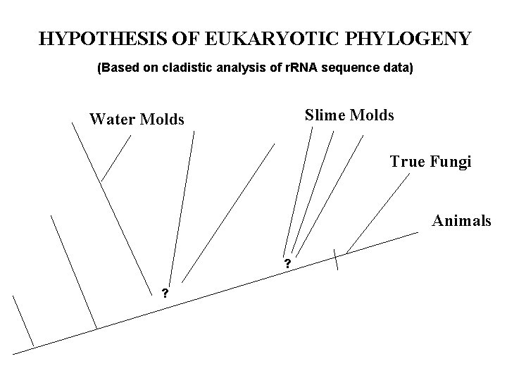 HYPOTHESIS OF EUKARYOTIC PHYLOGENY (Based on cladistic analysis of r. RNA sequence data) Slime