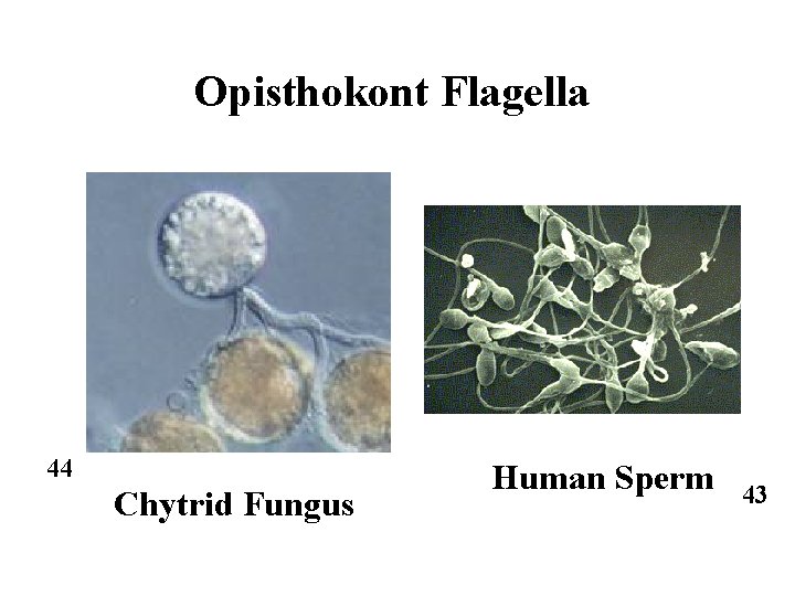 Opisthokont Flagella 44 Chytrid Fungus Human Sperm 43 