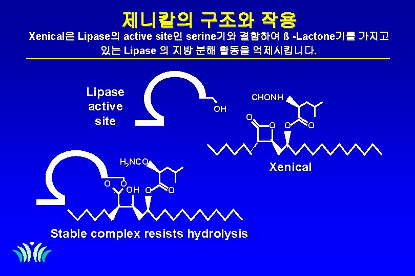 제니칼의 구조와 작용 Xenical은 Lipase의 active site인 serine기와 결합하여 ß -Lactone기를 가지고 있는 Lipase