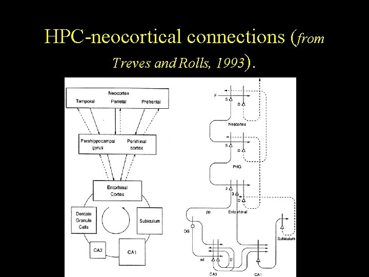 HPC-neocortical connections (from Treves and Rolls, 1993). HPC-neocortical connections (from Treves and Rolls, 1993).