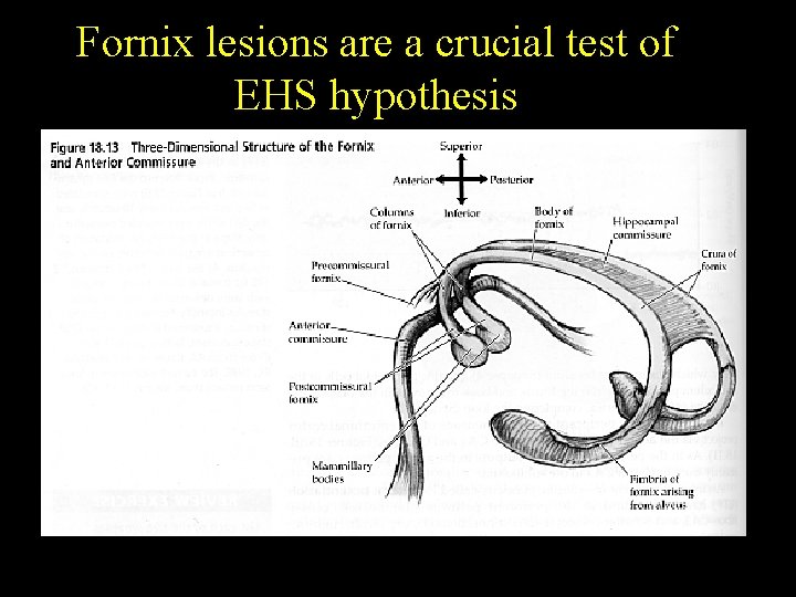 Fornix lesions are a crucial test of EHS hypothesis Fornix lesions are a crucial test of EHS hypothesis