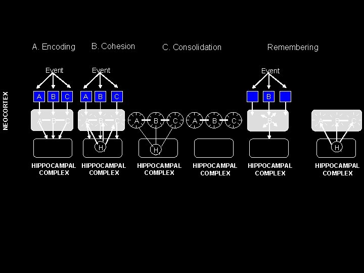 B. Cohesion A. Encoding NEOCORTEX Event C. Consolidation Remembering Event A B C Hi B. Cohesion A. Encoding NEOCORTEX Event C. Consolidation Remembering Event A B C Hi