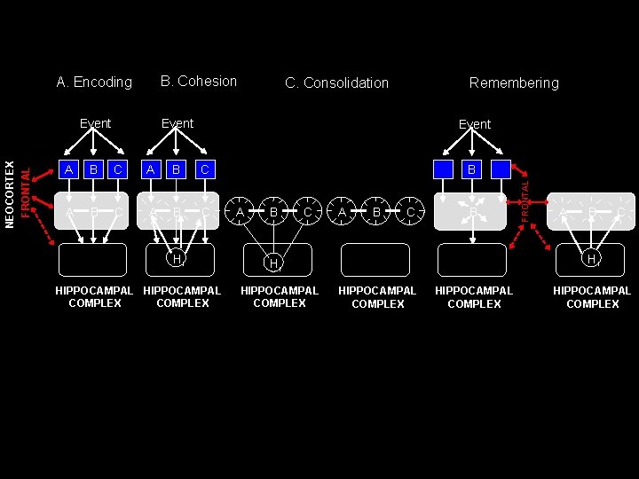 B. Cohesion NEOCORTEX FRONTAL Event C. Consolidation Remembering Event A B C Hi HIPPOCAMPAL B. Cohesion NEOCORTEX FRONTAL Event C. Consolidation Remembering Event A B C Hi HIPPOCAMPAL