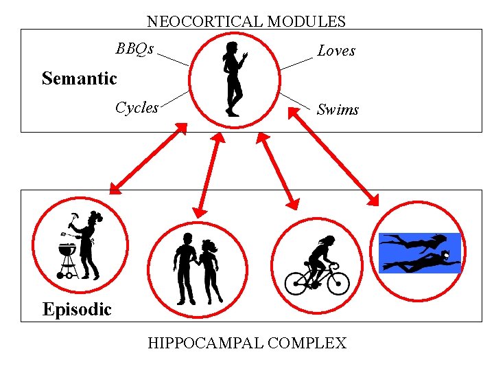 NEOCORTICAL MODULES BBQs Loves Semantic Cycles Swims Episodic HIPPOCAMPAL COMPLEX NEOCORTICAL MODULES BBQs Loves Semantic Cycles Swims Episodic HIPPOCAMPAL COMPLEX