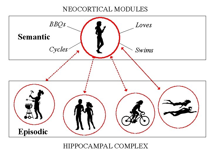 NEOCORTICAL MODULES BBQs Loves Semantic Cycles Swims Episodic HIPPOCAMPAL COMPLEX NEOCORTICAL MODULES BBQs Loves Semantic Cycles Swims Episodic HIPPOCAMPAL COMPLEX