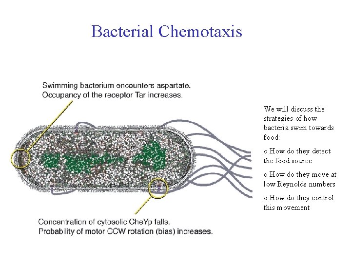 Bacterial Chemotaxis We will discuss the strategies of how bacteria swim towards food: o