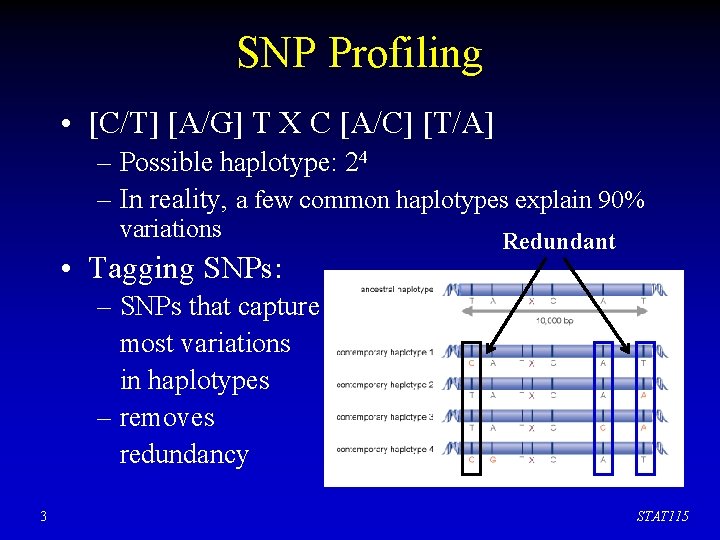 SNP Profiling • [C/T] [A/G] T X C [A/C] [T/A] – Possible haplotype: 24