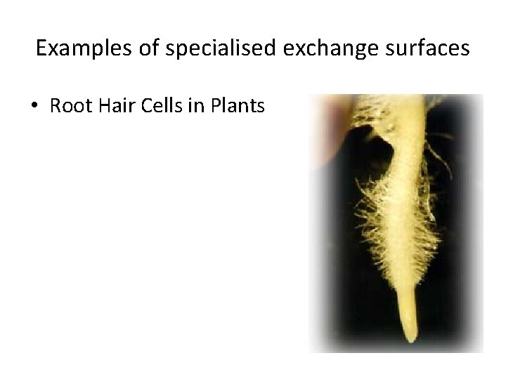 Examples of specialised exchange surfaces • Root Hair Cells in Plants Examples of specialised exchange surfaces • Root Hair Cells in Plants