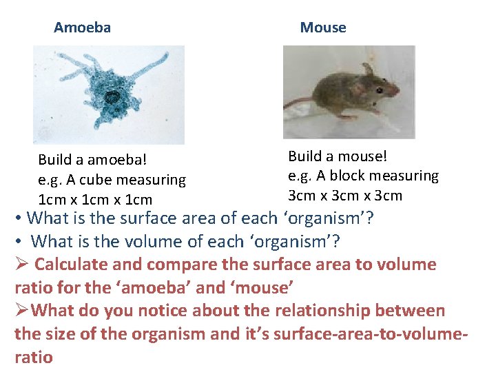 Amoeba Build a amoeba! e. g. A cube measuring 1 cm x 1 cm Amoeba Build a amoeba! e. g. A cube measuring 1 cm x 1 cm