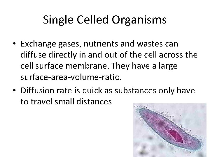 Single Celled Organisms • Exchange gases, nutrients and wastes can diffuse directly in and Single Celled Organisms • Exchange gases, nutrients and wastes can diffuse directly in and