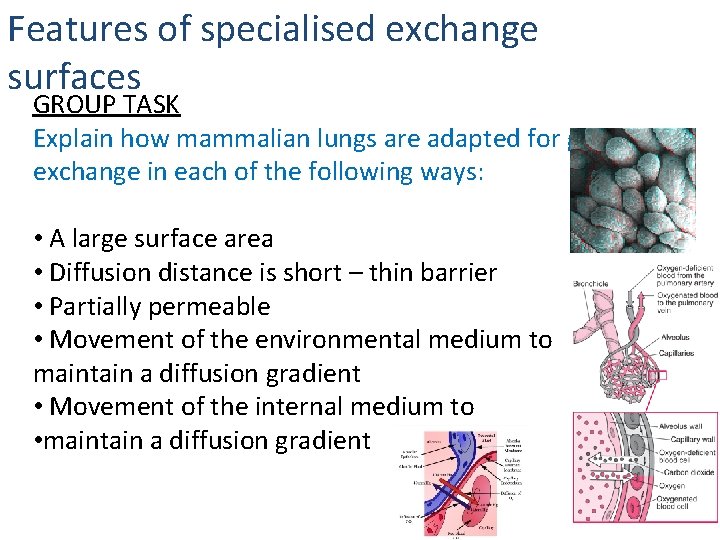 Features of specialised exchange surfaces GROUP TASK Explain how mammalian lungs are adapted for Features of specialised exchange surfaces GROUP TASK Explain how mammalian lungs are adapted for